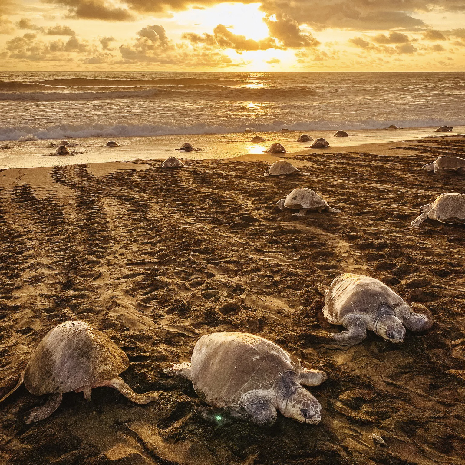 Turtles, Dolphins and Whales sighting